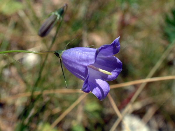 Campanula scheuchzeri / Campanula di Scheuchzer